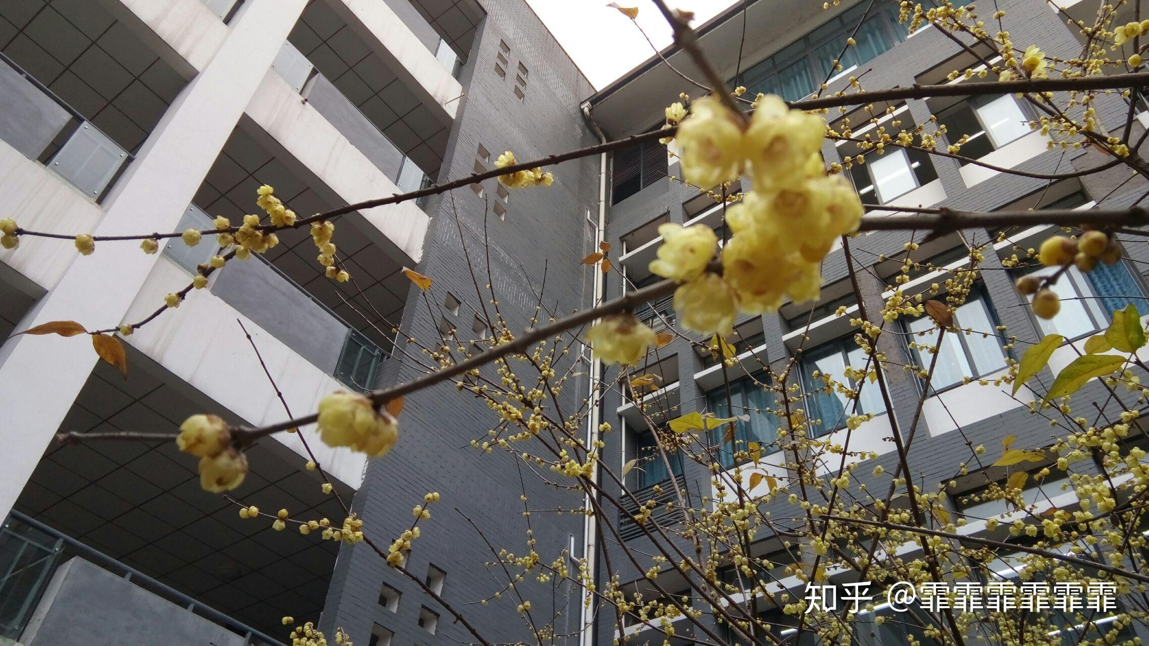 贝林厄姆泸州老窖天府中学赛后发声(贝林厄姆泸州老窖天府中学赛后发声了吗)